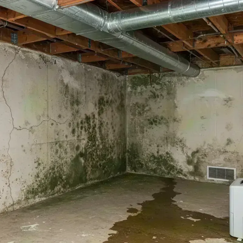 Professional Mold Removal in Graham, NC